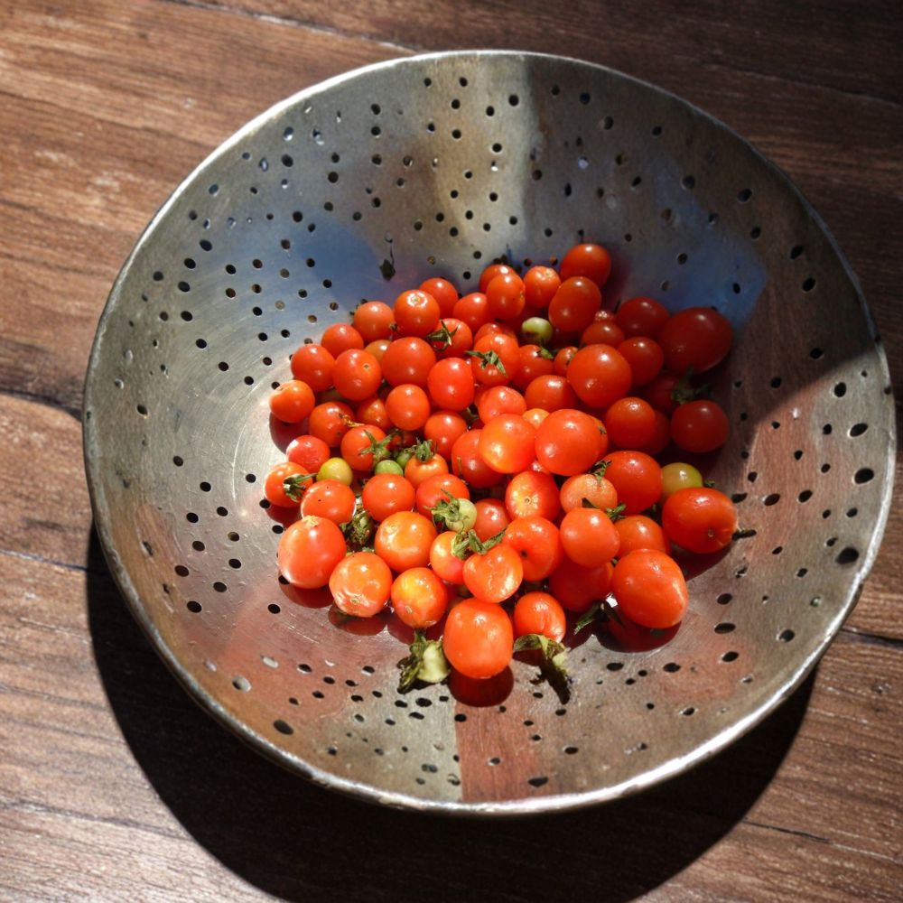 Alaska Proven Cherry Tomato – Solanum lycopersicum Seeds | 20 Seeds | Cold Climate Cherry Tomato Variety | Garden & Container Friendly | Easy to Grow