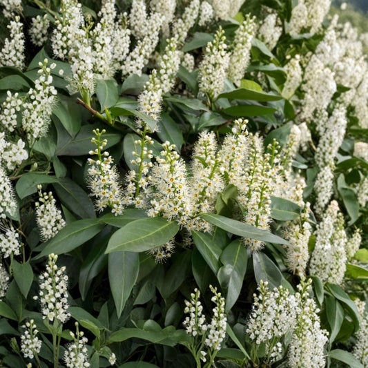 Cherry Laurel Live Plant – Prunus laurocerasus | 6–12 Inch Tall | 2.5 Inch Pot | Evergreen Privacy Shrub | English Laurel