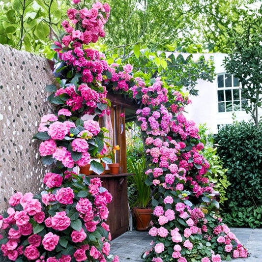 Deep Purple Blue Pink Hydrangea Live Plant – Hydrangea Flowering Shrub | 5–12 Inch Starter | Summer Blooms | Reblooming Garden Plant | Zones 3–8