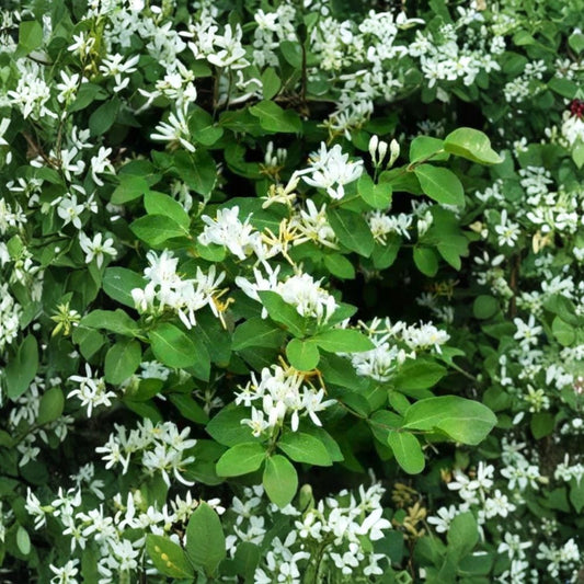 White 'Scentsation' Honeysuckle Live Plant | Bare Root | 1 Foot+ Tall | Fragrant Flowering Vine | Non-Invasive Garden Plant