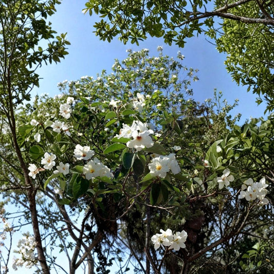 Texas Wild Olive Live Tree – Cordia boissieri | 12 to 16 Inches Tall | Includes Nursery Pot | White Flowering Tree | Drought Tolerant & Easy to Grow