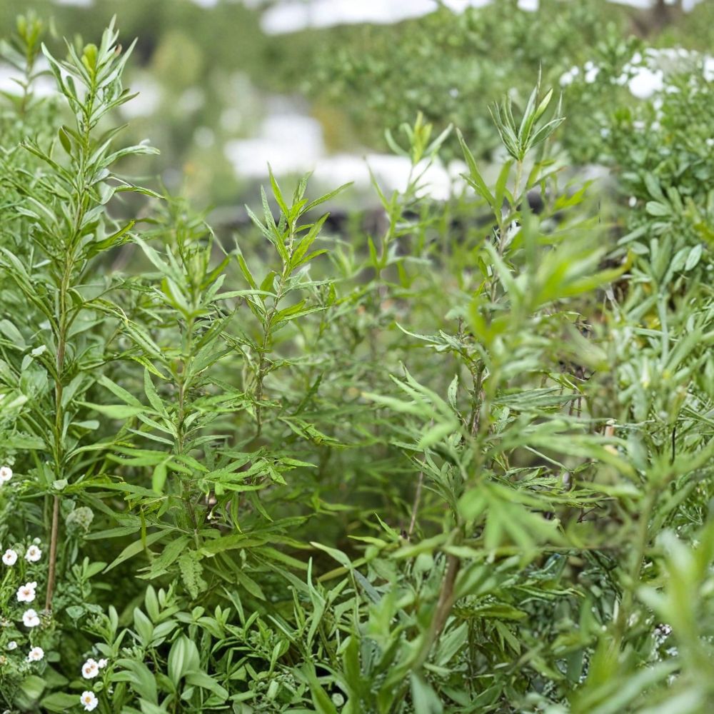 Mugwort Live Plants – Set of 3 | Artemisia vulgaris Bare Root Herb | Herbal Garden Starter | Perennial Garden Plant | Ready to Grow