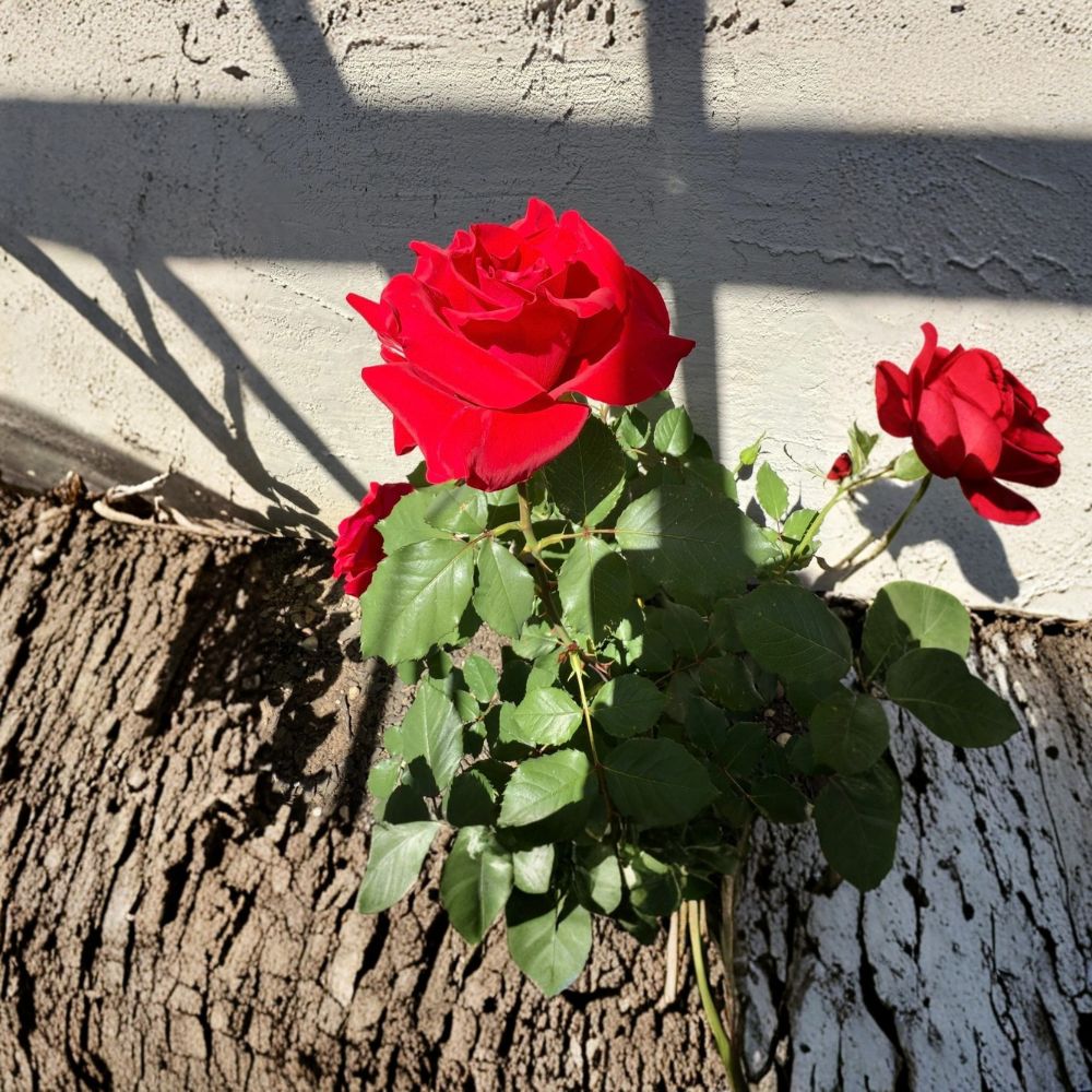 Red Rose Live Plant – Red Flower Rose Bush | 1–2 Feet Tall | Grow Bag | Ready to Transplant | Outdoor Garden Rose | Flowering Plant