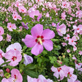 Woodbridge Rose of Sharon – Hibiscus syriacus Live Plant | Includes 2 Gallon Pot | Pink Flowering Shrub | Summer Blooming Hardy Hibiscus | Landscape Favorite