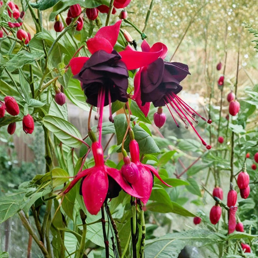 New Millennium Fuchsia Live Plant – Fuchsia Hybrid | 6” Potted Flowering Plant | Pendulous Blooms | Patio & Hanging Basket Plant | Zones 6–10