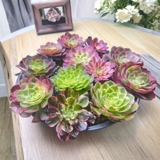 Aeonium Succulent Live Plant – FS6-Pack Variety | 1 Bare Root Plant | Indoor & Outdoor Succulent | Easy Care Drought Tolerant Plant | Collector’s Succulent