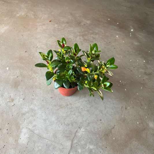 Goldfish Plant – Live Columnea Plant in 4 Inch Pot | Orange Goldfish-Shaped Flowers | Tropical Houseplant | Hanging Basket Plant | Indoor Flowering Plant