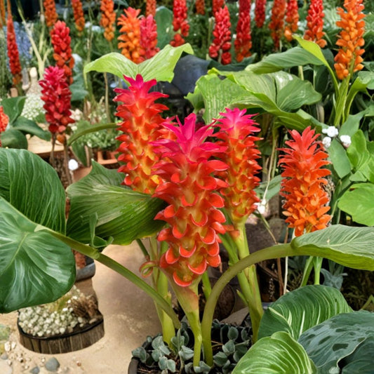 Live Red Curcuma Ginger Plant – 4–6 Inches Tall – No Pot | Curcuma spp. | Tropical Flowering Ginger | Red Flower Bracts | Ornamental Ginger | Shade Garden Plant