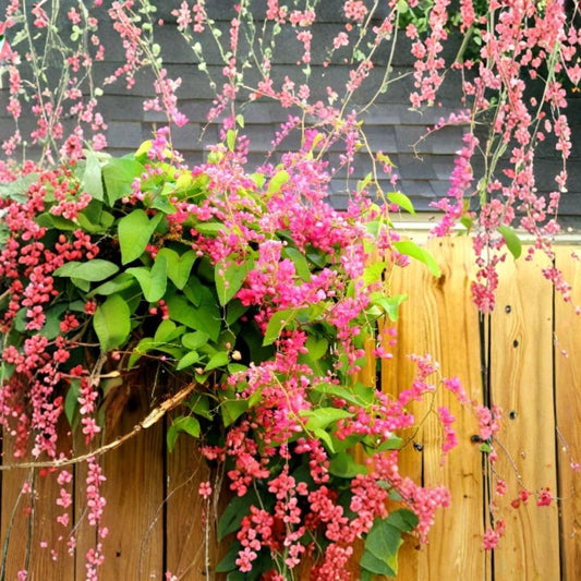 Mexican Creeper Live Plants – 2 Plants | 4–6" Tall | Antigonon leptopus Coral Vine | Fast Growing Tropical Flowering Vine | Pink Flowers | Ships Without Pot