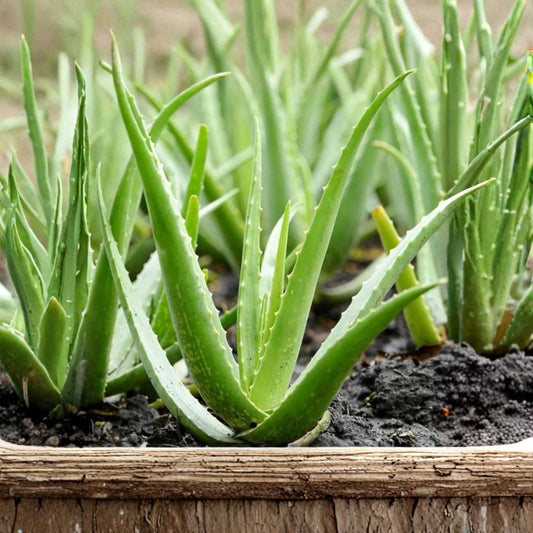Aloe Vera – Aloe vera Rooted Starter Plants | Set of 2 | 8–12 Inches Tall | Easy Care Succulent | Ships Without Pot