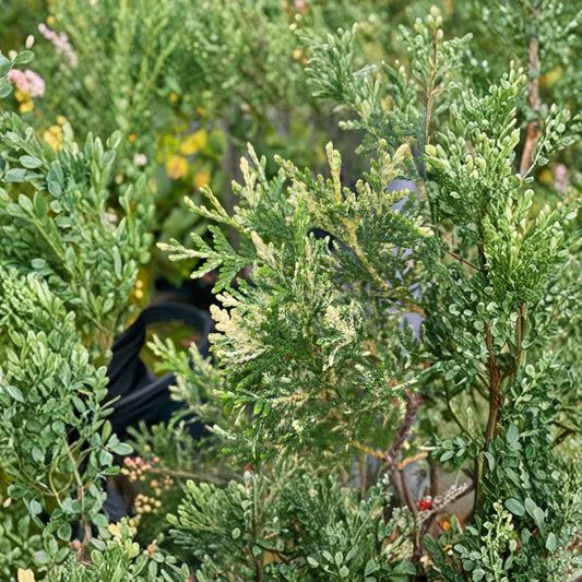 Wansdyke Silver Arborvitae – Live Variegated Evergreen Tree | 1 Gallon Pot | Thuja occidentalis | Privacy Screen Conifer
