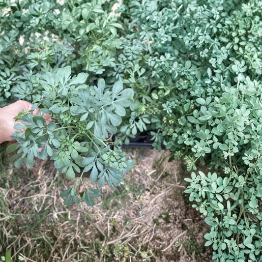 Rue Plant – Ruta graveolens Live Herb Plant | 3.5-Inch Pot | Ruda Herb | Drought Tolerant Garden Herb | Aromatic Perennial | Easy Care Plant