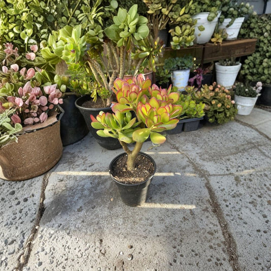 Large Jade Money Plant Live Bonsai – Crassula ovata | 1+ Foot Rooted Plant | Bare Root | Bonsai Starter | Easy Care Succulent