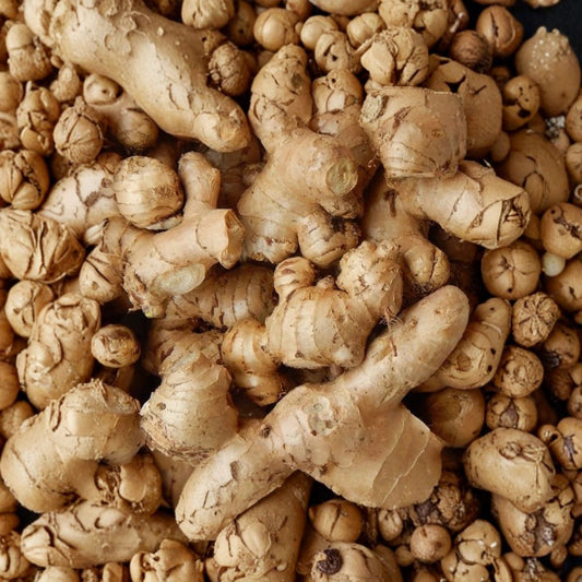 2 Ginger Root Plants – Live Zingiber officinale | 4–6 Inch Starter Plants | Edible Ginger Plant | Tropical Herb | No Pot | Set of 2