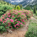 Double Play® Doozie® – Spiraea japonica Live Plant | 4 Inch Pot Size | Non-Invasive Flowering Shrub | Continuous Red Pink Blooms | Easy Care Landscape Plant