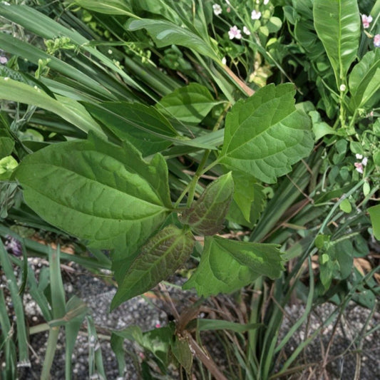 Calea Zacatechichi Live Plant – Pie Languichat Dream Herb | 4+ Inch Plant | Calea zacatechichi | Live Herbal Plant | Aztec Dream Herb | Tropical Plant