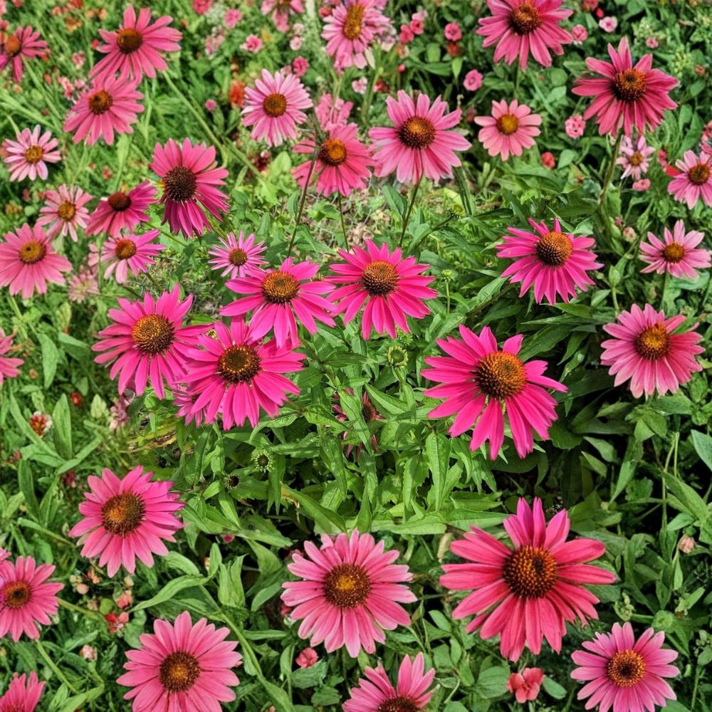 Echinacea 'Fatal Attraction' Coneflower | 2 Live Bare Root Plants | 6+ Inches Tall | Hardy Perennial | Pollinator Friendly