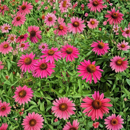 Echinacea 'Fatal Attraction' Coneflower | 2 Live Bare Root Plants | 6+ Inches Tall | Hardy Perennial | Pollinator Friendly