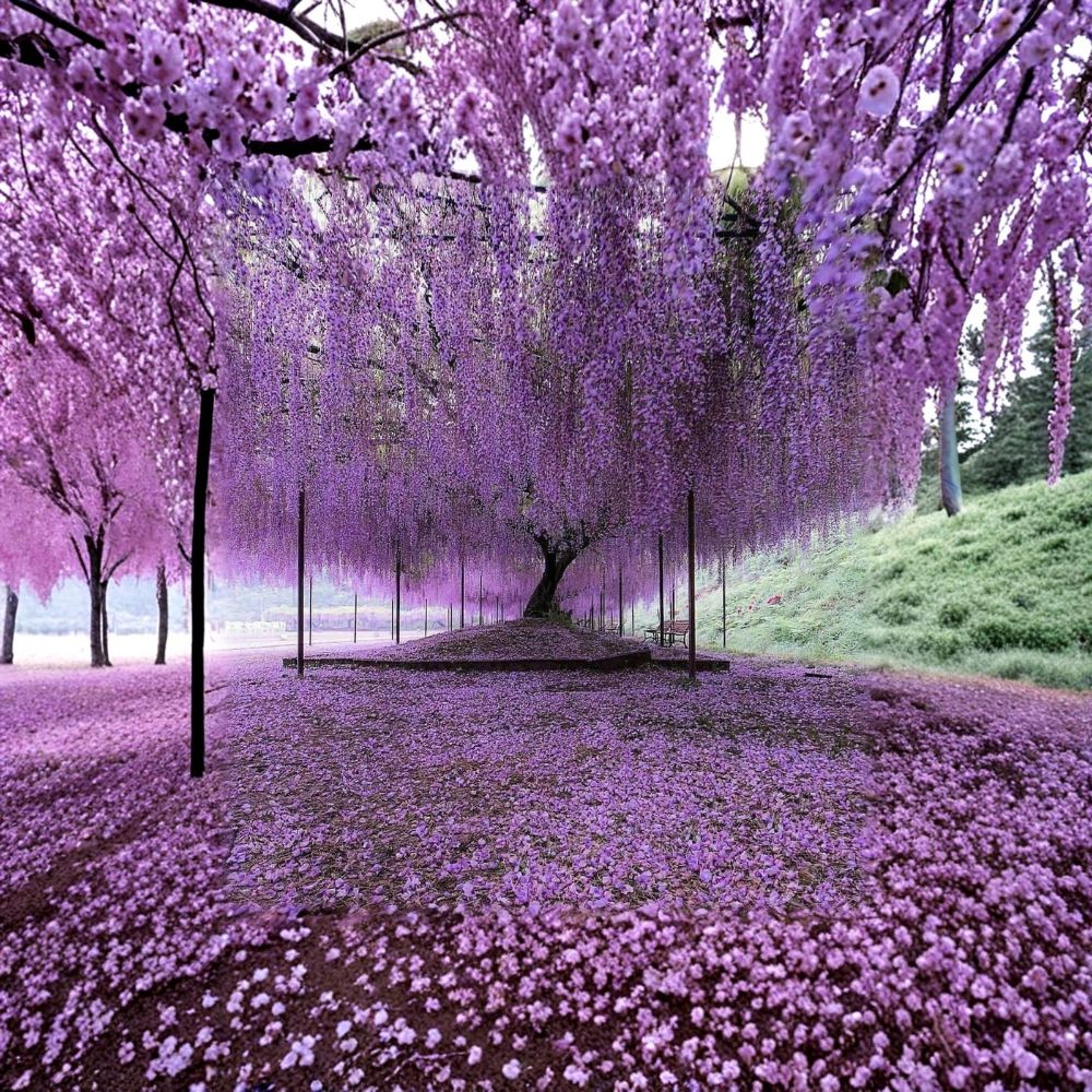 Purple Wisteria Live Plant – Wisteria sinensis | 6–12 Inch Starter | 2.5 Inch Pot | Fragrant Purple Flowers | Climbing Vine or Tree Form