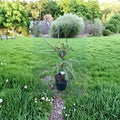 Glauca Pendula Norway Spruce – Live Weeping Blue Evergreen | 18 Inch Tall Plant | 1 Gallon Pot | Picea abies 'Glauca Pendula'