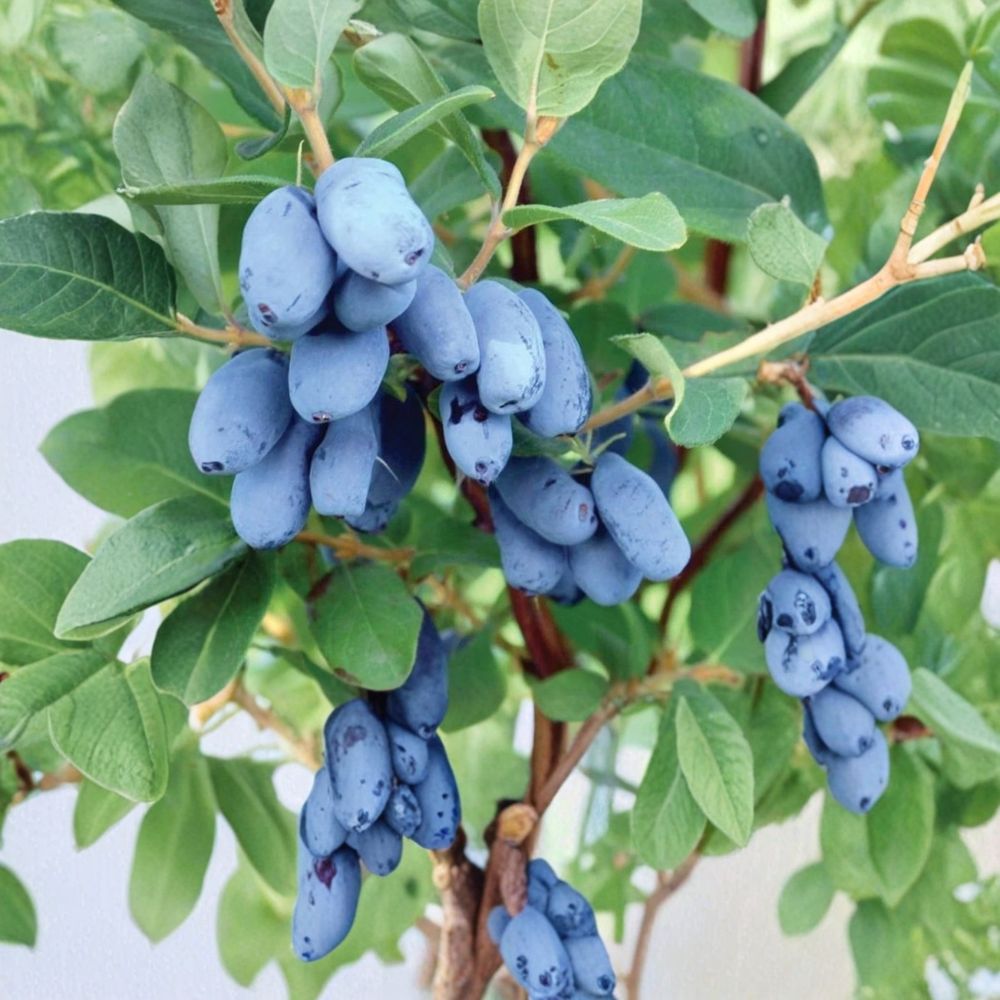 Boreal Beauty & Boreal Blizzard Honeyberry – Lonicera caerulea | 2 Live 3-Year Gallon Plants | Bare Root | Cold Hardy Haskap Fruit Shrubs