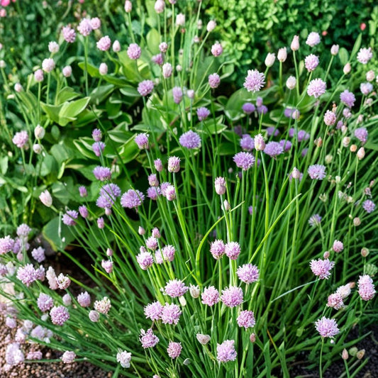 Purple Chive Live Plants – 10 Plants | Allium schoenoprasum | Edible Perennial Herb | Mild Onion Flavor | Pink-Purple Flowers | Kitchen Garden & Container Friendly