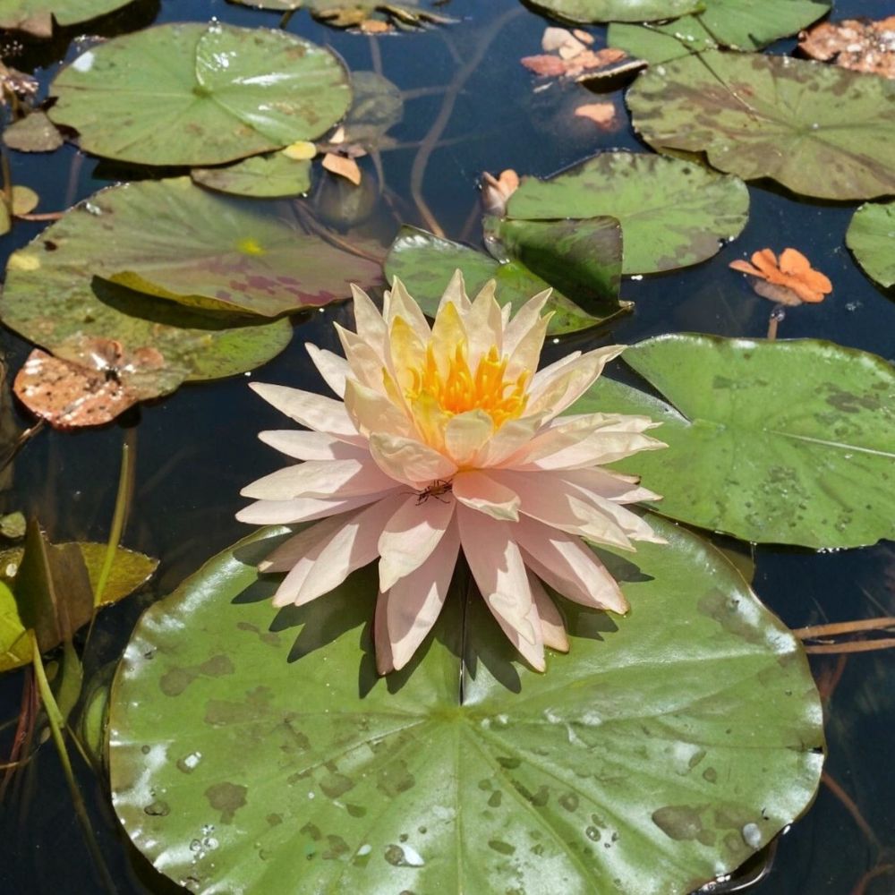 Sun Spark Water Lily – Nymphaea 'Sun Spark' Sprouted Tuber/Rhizome | Winter Hardy | Pink & Yellow Blooms | Pond Plant | Easy to Grow