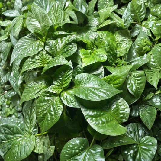 Super Hot Pepper Plants – Capsicum Live Plants | Lot of 3 | 75+ Day Old Starter Plants | You Pick Your Varieties | Ready to Grow