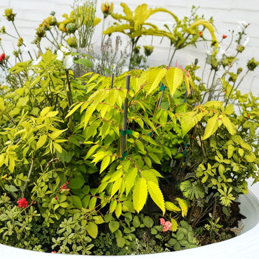 Ogon Japanese Zelkova – Live Grafted Tree | 12 Inch Tall Plant | 1 Year Graft | Zelkova serrata 'Ogon' | Golden Foliage Tree