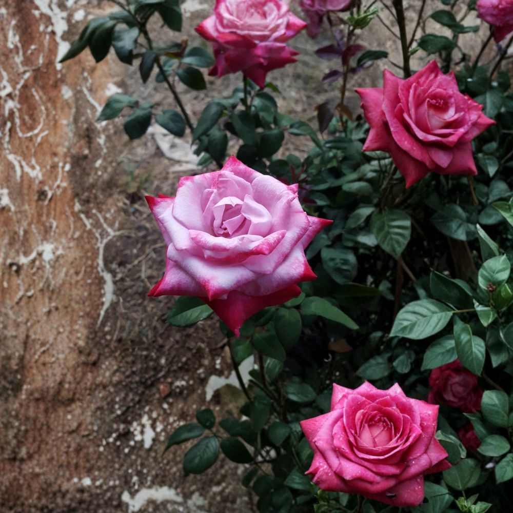 Paradise Hybrid Tea Rose – Lavender Pink Magenta Live Bush Plant | 3 Gallon Size | Includes Root Ball Wrapping | Fragrant Blooming Rose Shrub | Garden & Landscape Favorite
