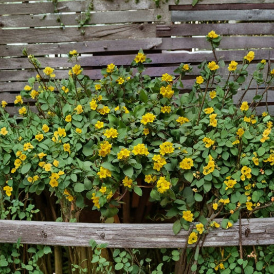 Golden Globes Lysimachia Live Plants – Lysimachia procumbens | Set of 2 | 4–6 Inch Starter Plants | Variegated Green & Gold Foliage | Spreading Groundcover | No Pot