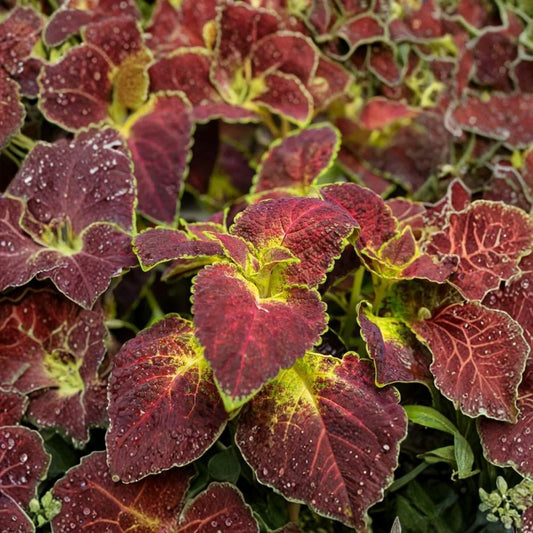 Set of 3 Dipt In Wine Coleus Live Plants – 3 to 6 Inches Tall | Ships Bare Root (No Pot) | Colorful Foliage Plant | Shade Loving | Easy to Grow
