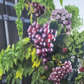 Black Supreme Muscadine Grape – Vitis rotundifolia Live Vine | 1 Gallon Size | Includes Root-Wrapped Live Plant | Vineyard & Backyard Friendly | Large Sweet Fruit