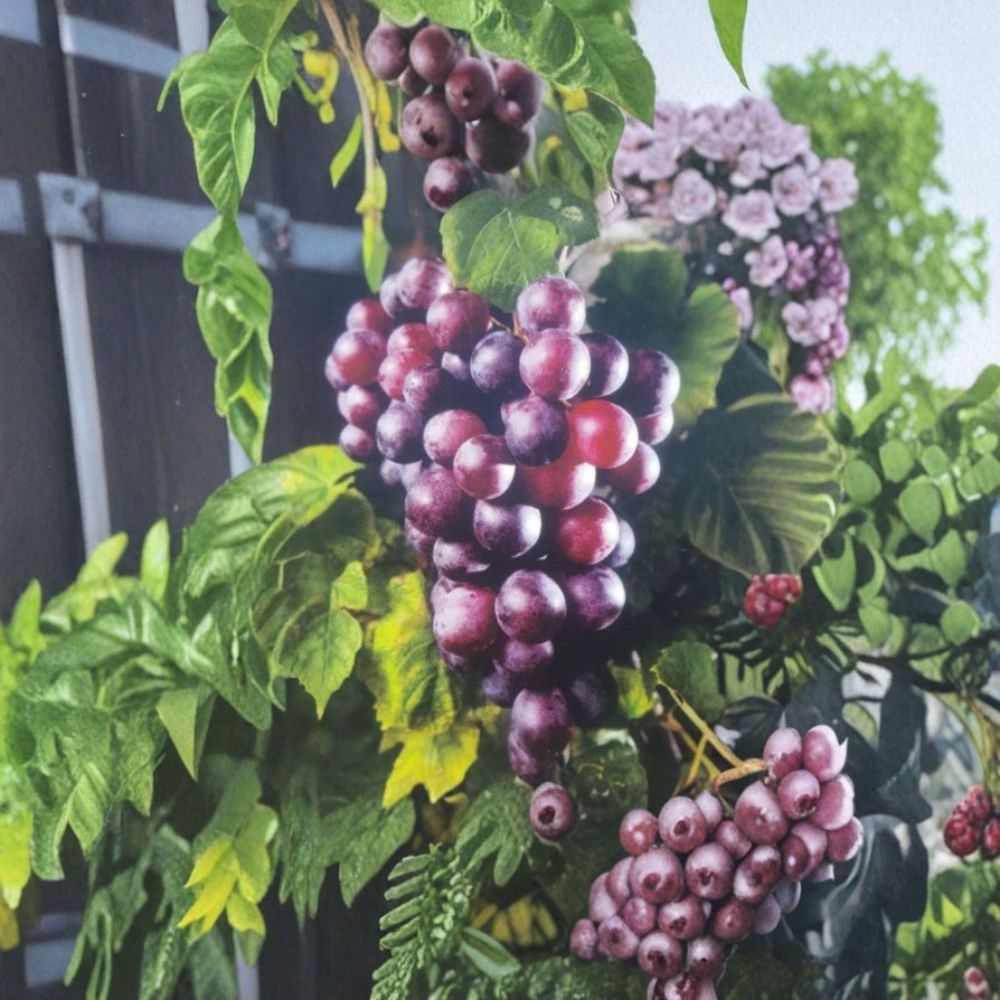 Black Supreme Muscadine Grape – Vitis rotundifolia Live Vine | 1 Gallon Size | Includes Root-Wrapped Live Plant | Vineyard & Backyard Friendly | Large Sweet Fruit