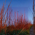 Cornus sericea 'Baileyi' – Red Twig Dogwood Live Plant | 4 Inch Pot Size | Bright Red Winter Stems | Native Flowering Shrub | Wildlife Friendly Landscape Plant