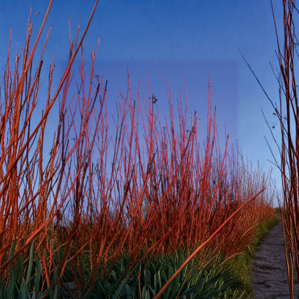 Cornus sericea 'Baileyi' – Red Twig Dogwood Live Plant | 4 Inch Pot Size | Bright Red Winter Stems | Native Flowering Shrub | Wildlife Friendly Landscape Plant