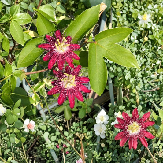Passiflora ‘Lady Margaret’ Live Plant – 6–8” Starter | Passionflower Vine | Flowering Climbing Vine | Pollinator Plant | Ships Without Pot