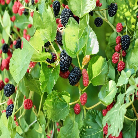 Dwarf Mulberry Tree Live Plant – 3" Pot | Everbearing Mulberry | Sweet Edible Fruit | Container Fruit Tree | Compact Patio Garden Plant | Full Sun