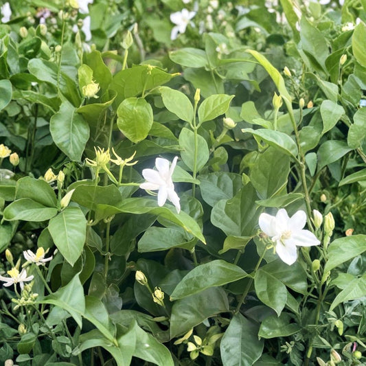 Jasmine Sambac ‘Maid of Orleans’ – Live Plant in 4 Inch Pot | Arabian Jasmine | Fragrant White Flowers | Tropical Flowering Houseplant | Garden Plant