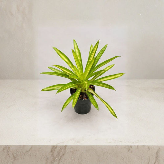 Rare Guzmania ‘Ice Cream’ Variegated Bromeliad – Live Plant | 4-Inch Pot | Green & Cream Foliage | Tropical Indoor Plant