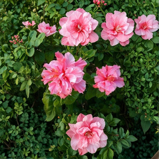Double Pink Hibiscus Live Plant – 1 Starter Pot | Tropical Hibiscus | Large Double Pink Flowers | Full Sun Flowering Plant | Patio & Garden