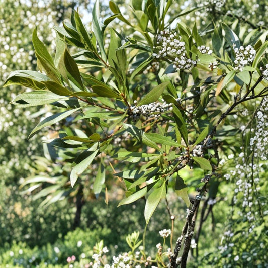 Wax Myrtle Live Plant – Myrica cerifera | Large 6 Inch Pot | Evergreen Ornamental Shrub | Privacy Screen | Native Landscape Plant