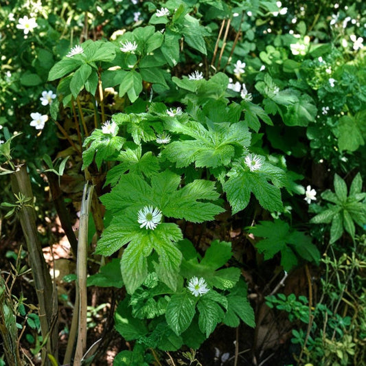 6 Live Goldenseal Roots – Hydrastis canadensis Bare Root Plants | Native Woodland Perennial | Shade Loving Herb | Zones 3–8 | No Foliage