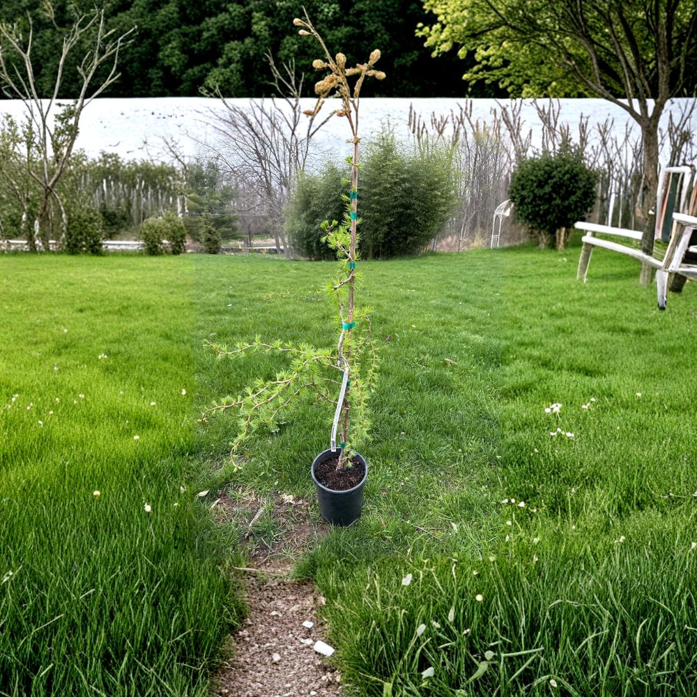 Horstmann’s Recurved European Larch – Live Weeping Conifer | 18 Inch Tall Plant | 1 Gallon Pot | Larix decidua Specimen Tree