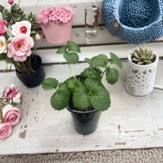 Ever Sweet Strawberry Live Plant – Fragaria | 4 Inch Pot | Sweet Fruiting Strawberry Plant | Edible Garden | Patio & Container Friendly