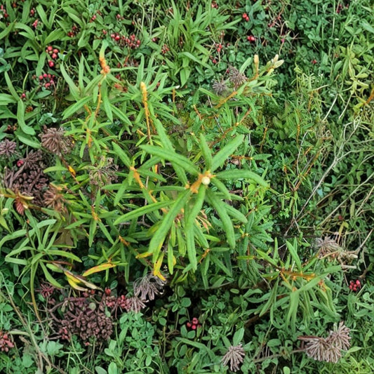 Labrador Tea Live Plant – Rhododendron groenlandicum | Alaska Wild Harvested Rhizome | Bog & Marsh Plant | Acid-Loving Perennial