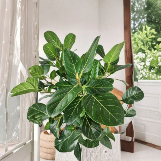 Set of 2 Live Ficus Benjamina 'Audrey' Plants – 4 to 6 Inches Tall | Ships Bare Root (No Pot) | Tropical Houseplant | Elegant Indoor Tree | Easy to Grow