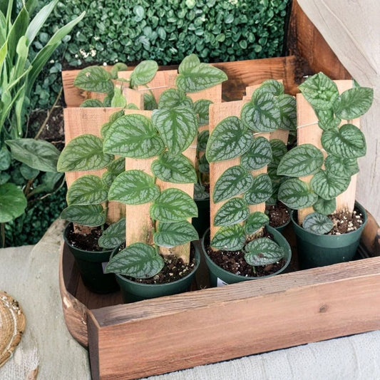 Monstera Dubia Shingle Plant Live – 4” Pot | Rare Tropical Aroid | Shingle Plant | Climbing Monstera | Indoor Houseplant
