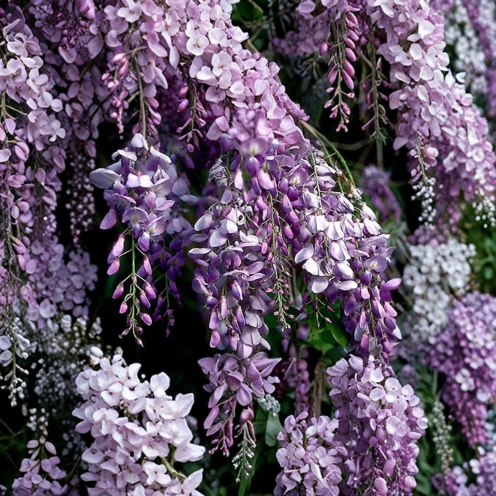 Blue Chinese Wisteria – Wisteria sinensis Live Rooted Vine | 1–2 Feet Tall | Bare Root Climbing Plant | Fragrant Purple Blooms