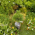 Pinus thunbergii 'Whiskey Hill Thundercloud' – Japanese Black Pine Live Plant | 12 Inches Tall | Includes 1 Gallon Pot | Evergreen Conifer | Collector Pine | Landscape Specimen